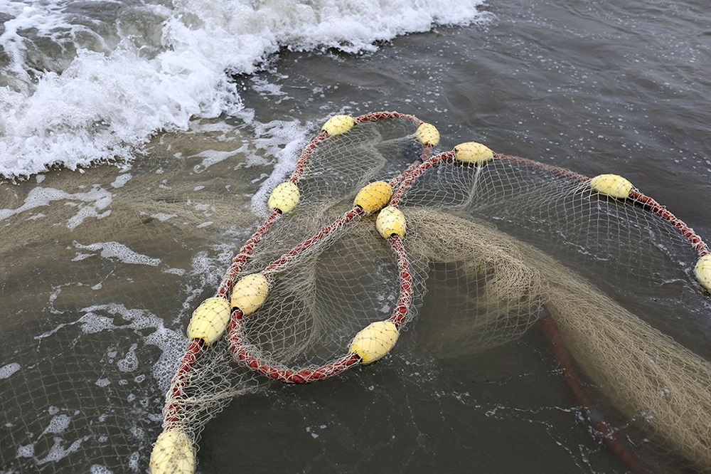 زیست‌بوم‌های مرجانی خلیج فارس در حال نابودی است