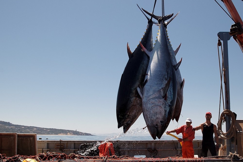 جهش صید میگو و تون ماهیان در آب‌های جنوب