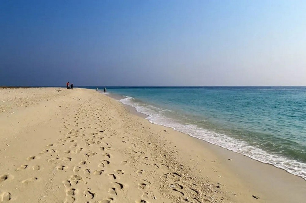 شیدور را دریابید!