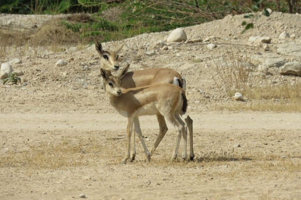 خارگو جزیره هدف گردشگری دریایی شد