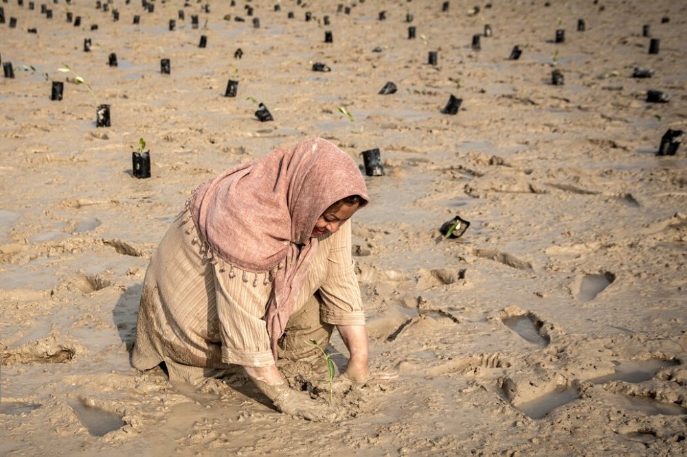 کاشت نهال حرا در خور سعیدآباد