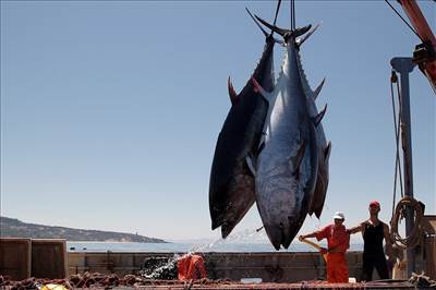 جهش صید میگو و تون ماهیان در آب‌های جنوب