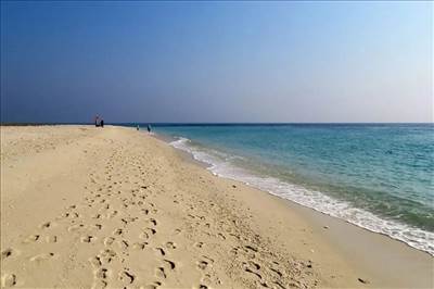 شیدور را دریابید!