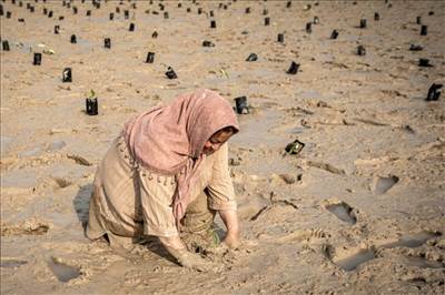 کاشت نهال حرا در خور سعیدآباد